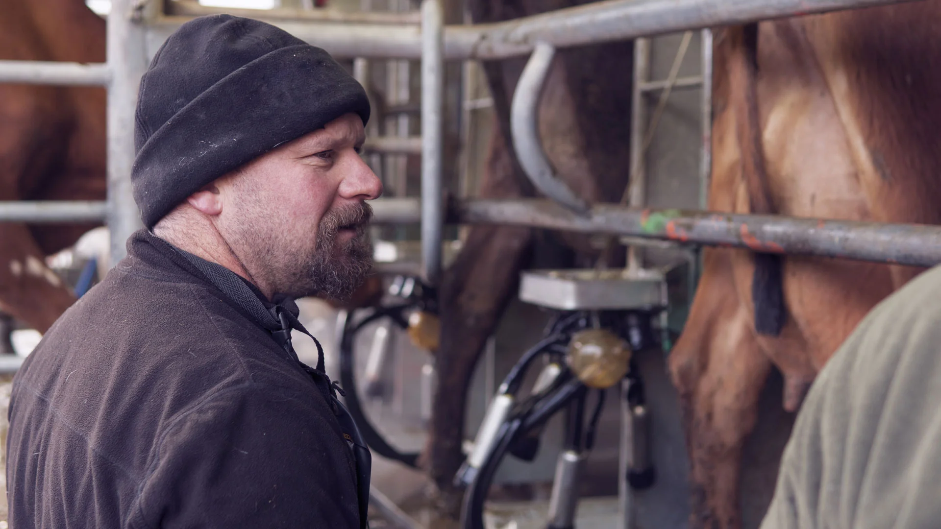 Farmer inspecting cattle in a shed in a farm in Aotearoa New Zealand.