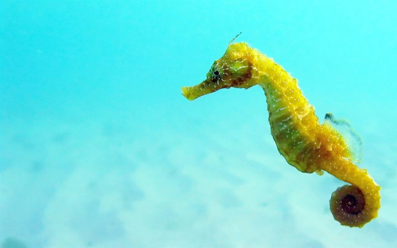 A yellow seahorse