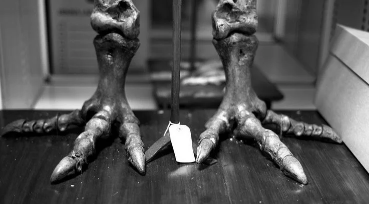 Moa feet bones