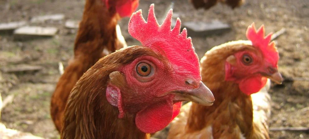 Two brown chickens with red combs and orange eyes staring down the camera lens