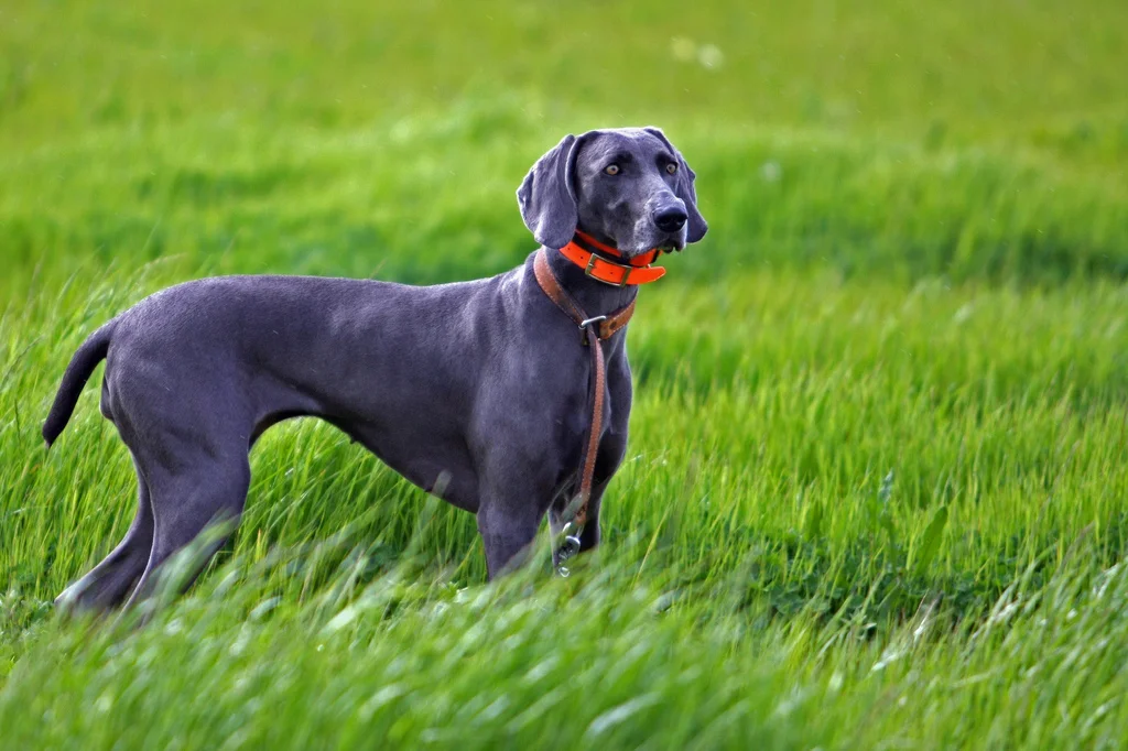 A blue short haired hunting dog with a red collar standing in a long green grass