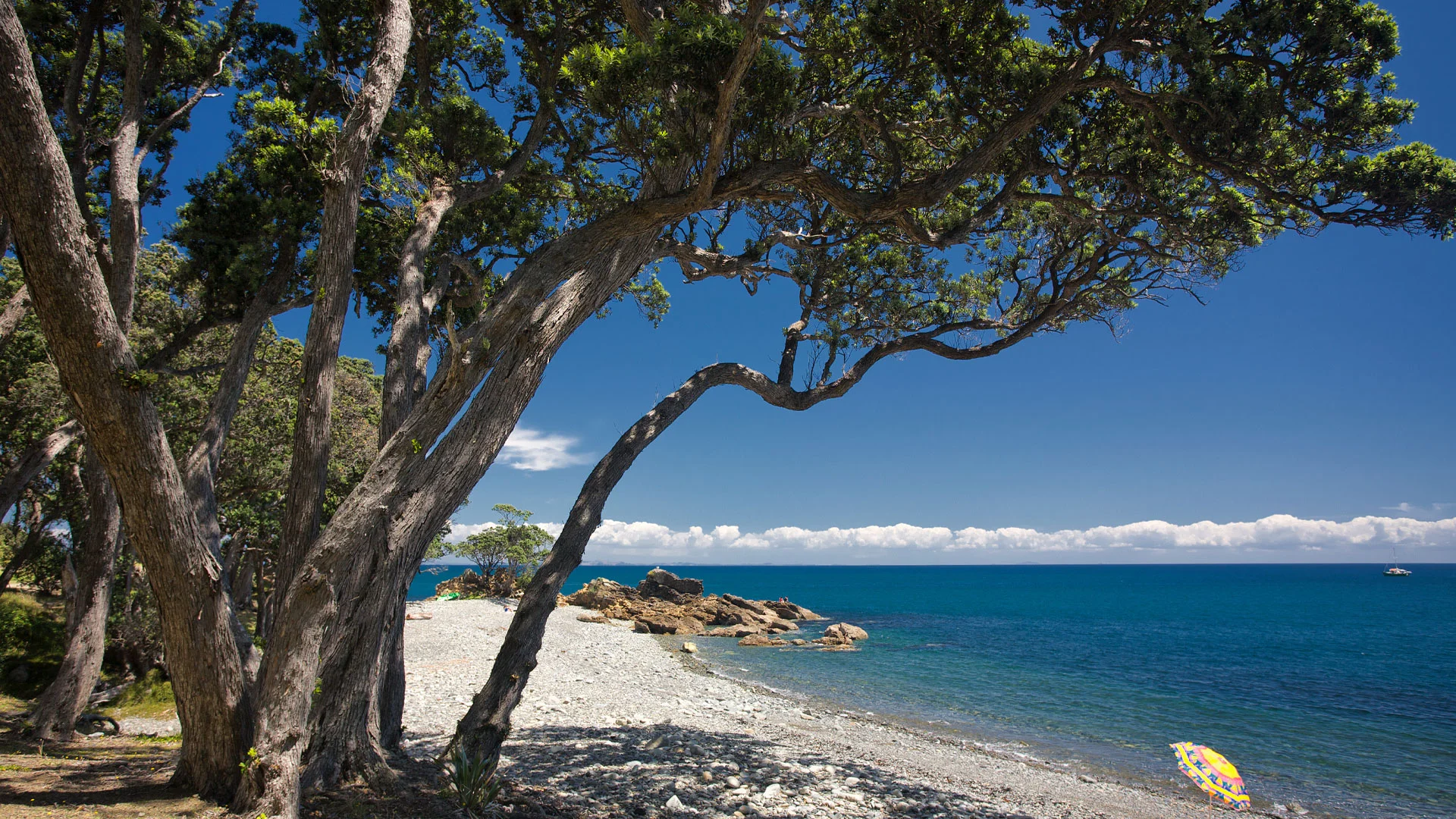 New Zealand beach on the Pōhutukawa Coast on a beautiful summer day.