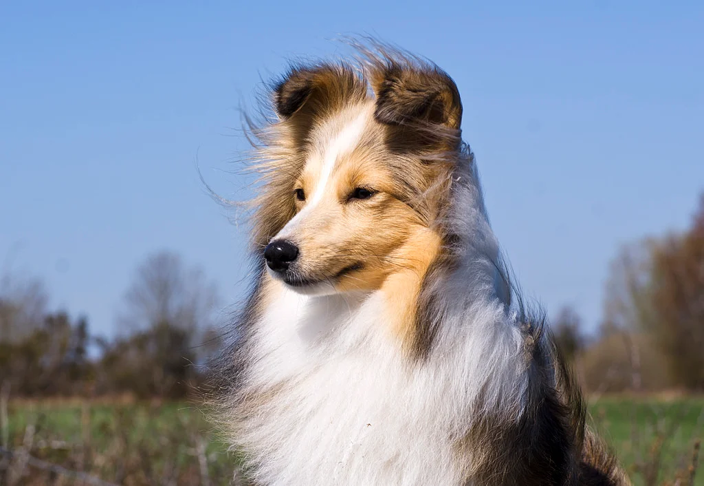 A happy Rough Collie dog
