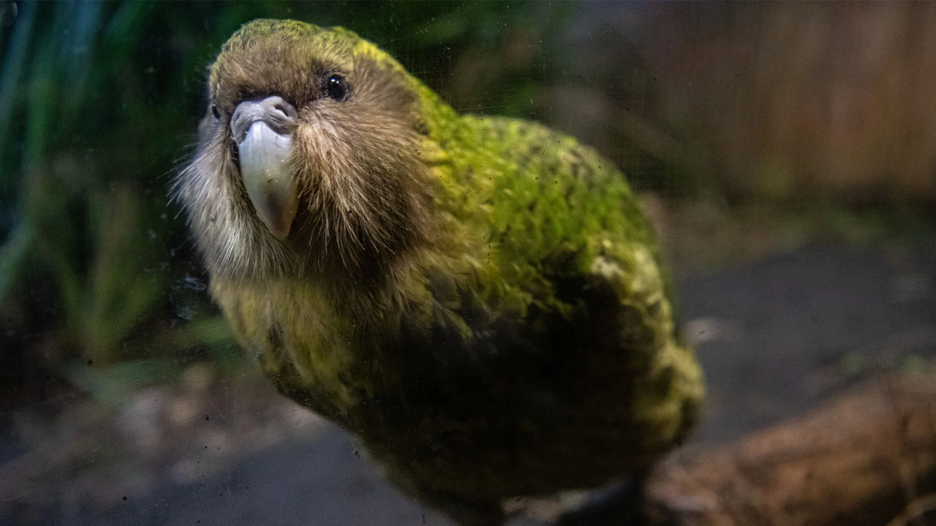 KÄkÄpĆ looking at the camera.