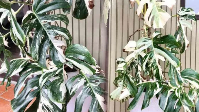 The variegated monstera deliciosa which became New Zealand's most popular houseplant and sold for nearly $5k.