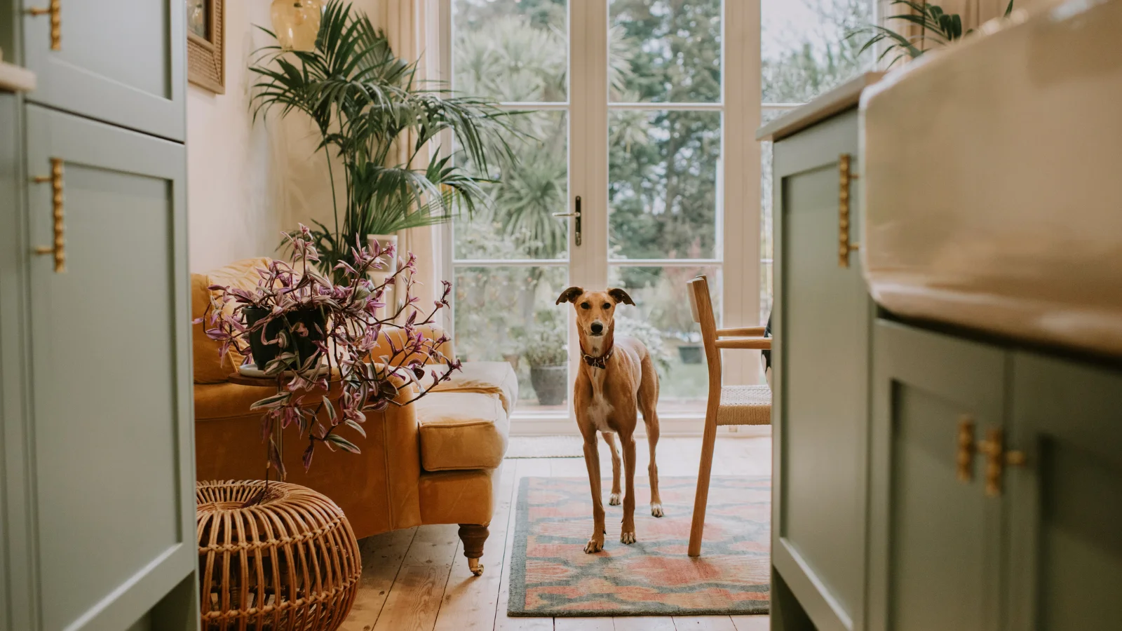 Whippet in nice house