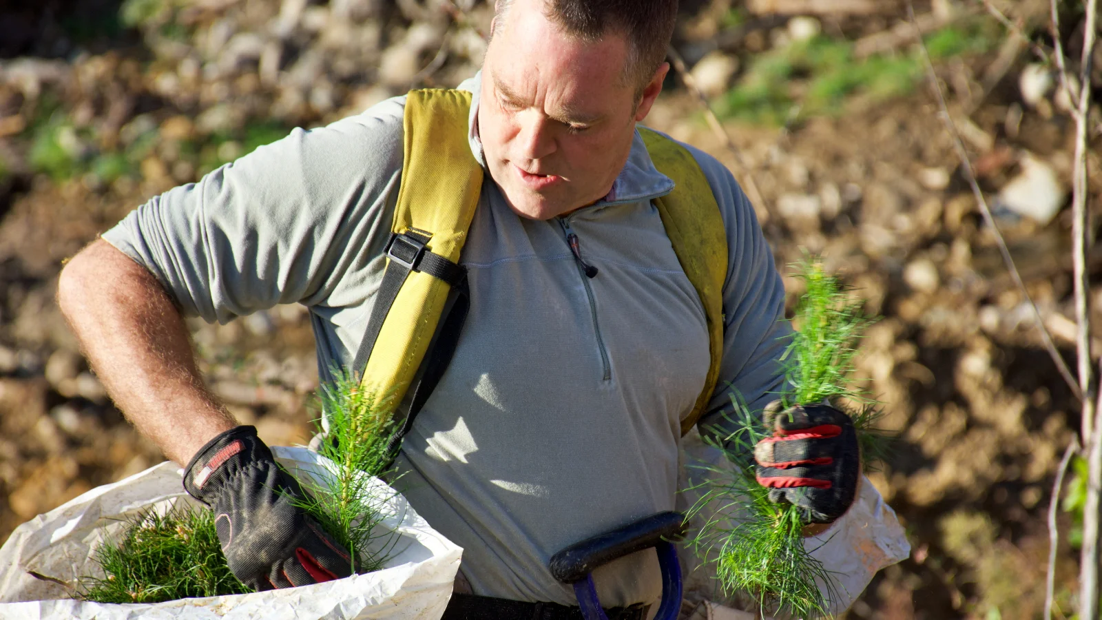 Man planting baby trees
