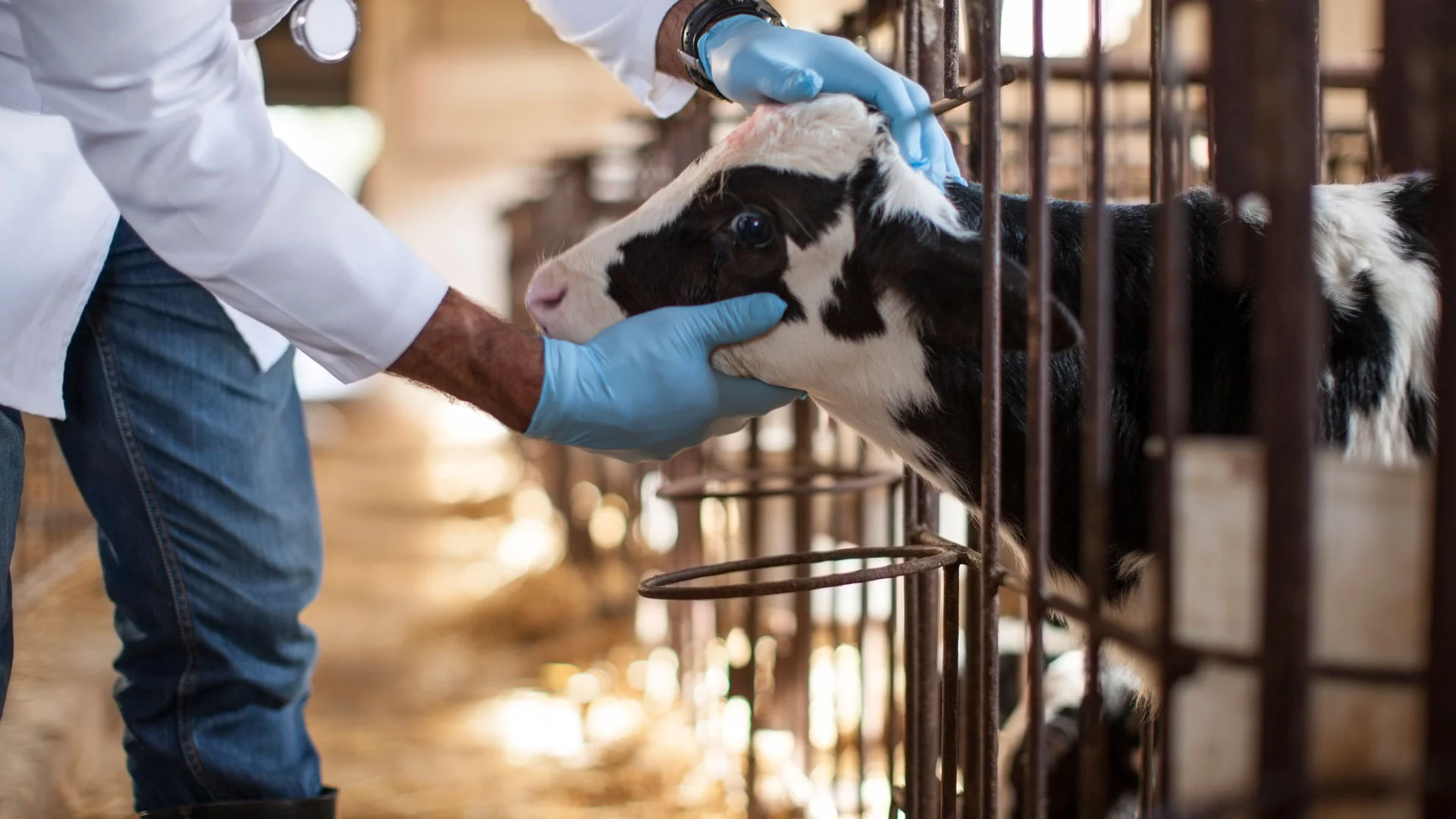 Vet examining a calf in a New Zealand stable.