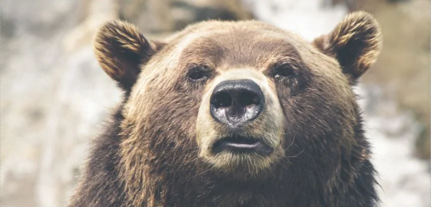 sale of fur on Trade Me