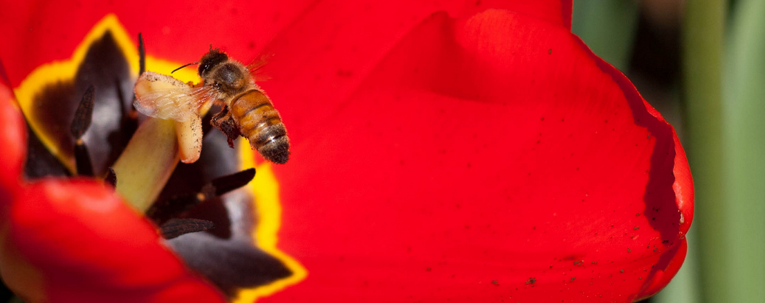 Honey bee landing on the stamen of an open red tulip