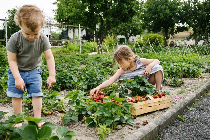 Growing Strawberries in NZ