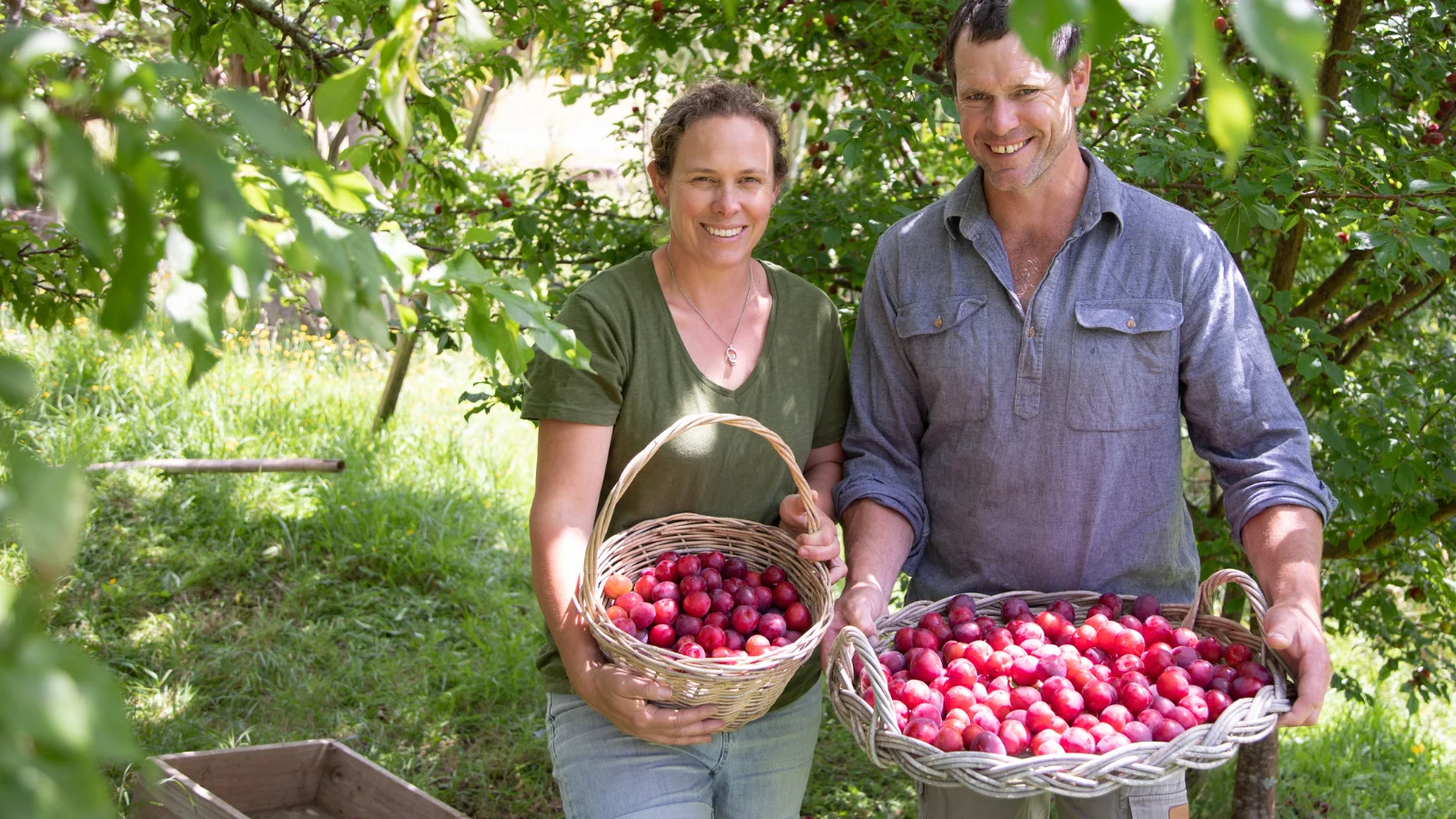 Couple picking fruit