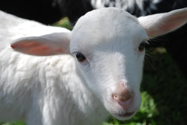 the face and body of a cute white lamb with short fluffy wool