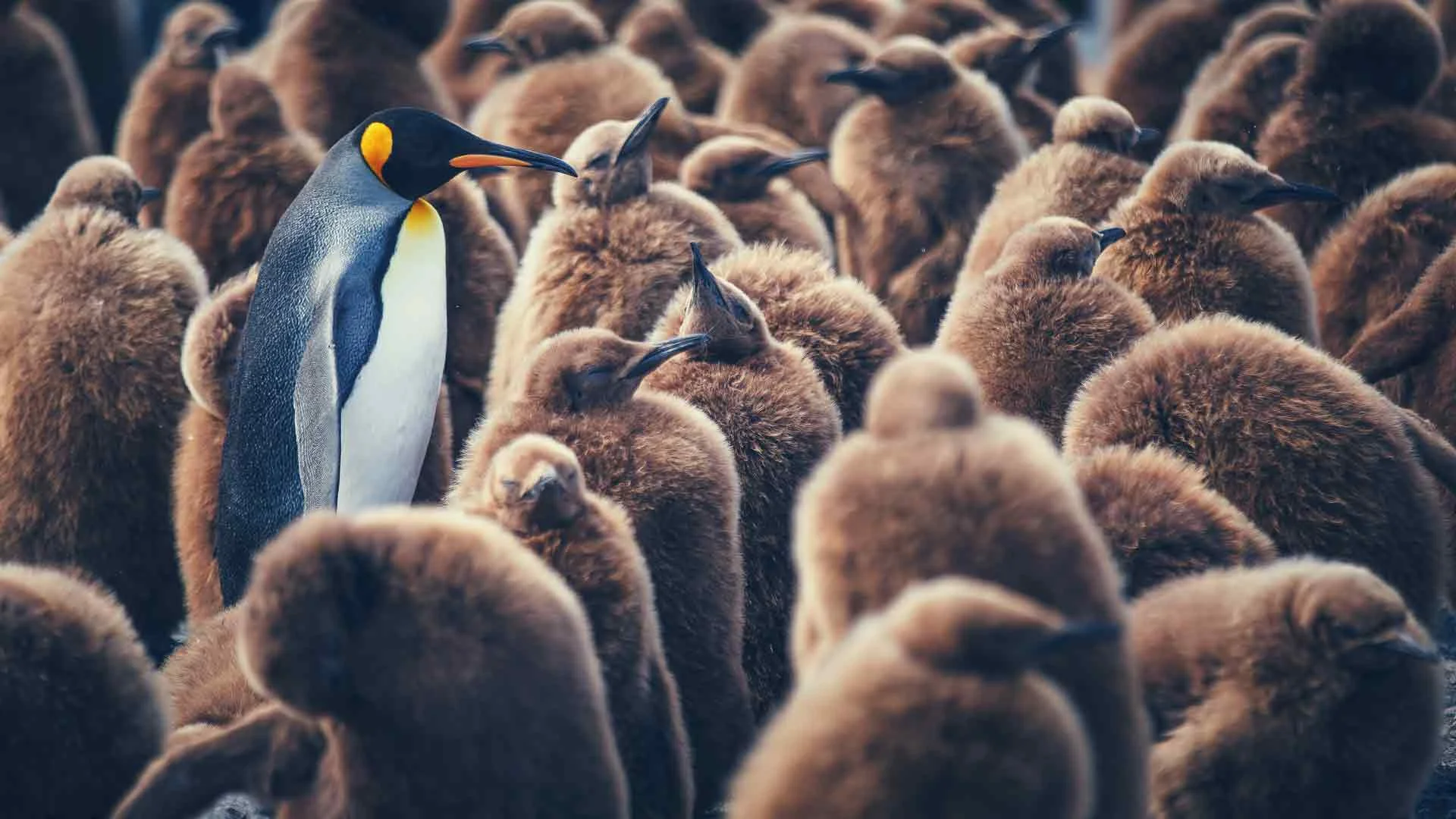 What makes you better than the other candidates?