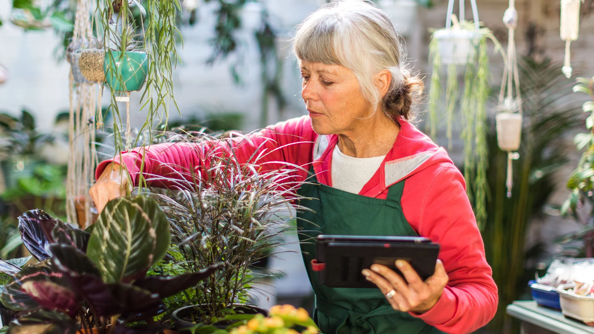 Older woman working a part-time job in a garden centre in New Zealand.