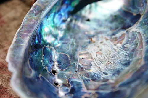 The inside of a Paua shell