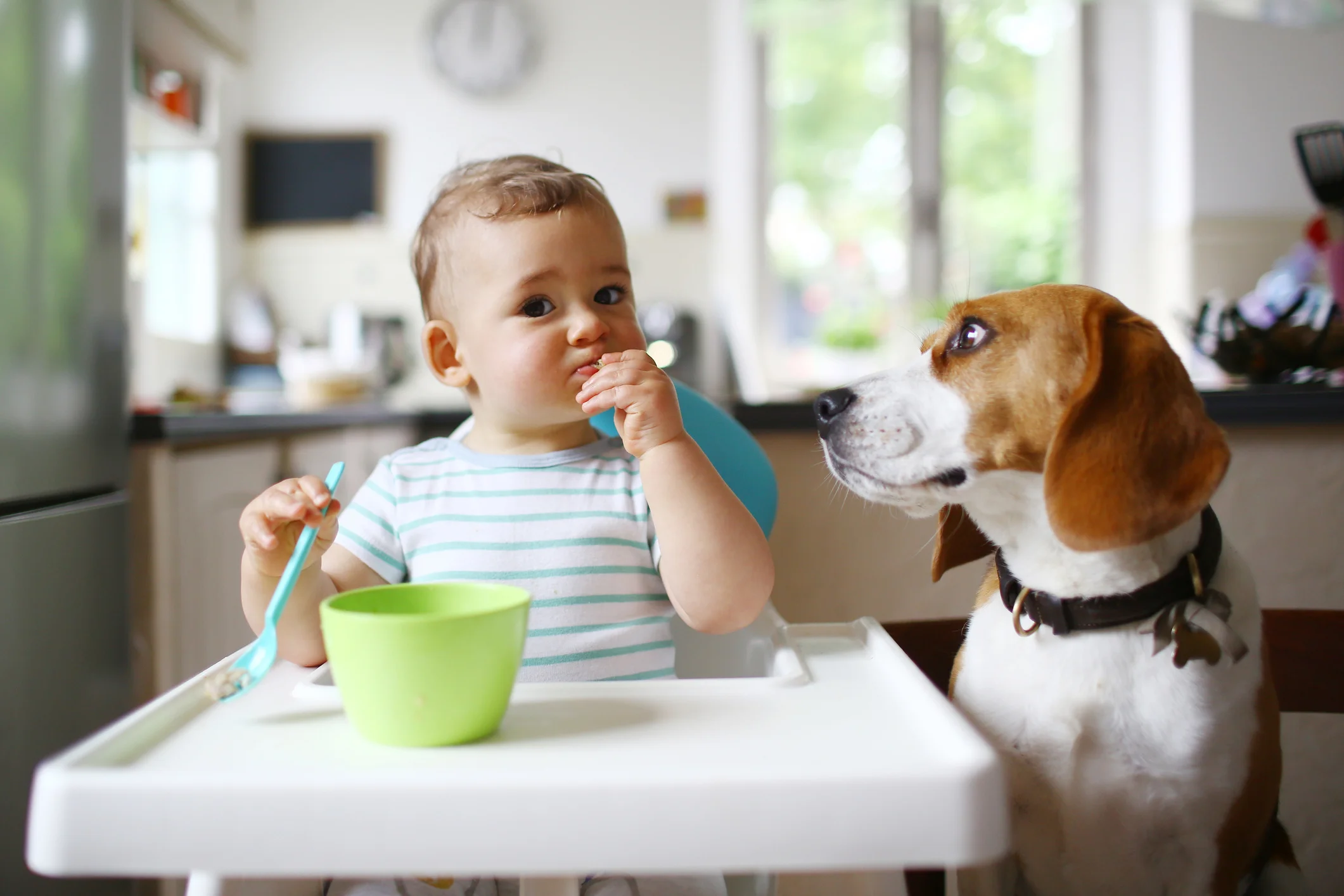 Baby hits in their high chair while a dog looks at them with envy!
