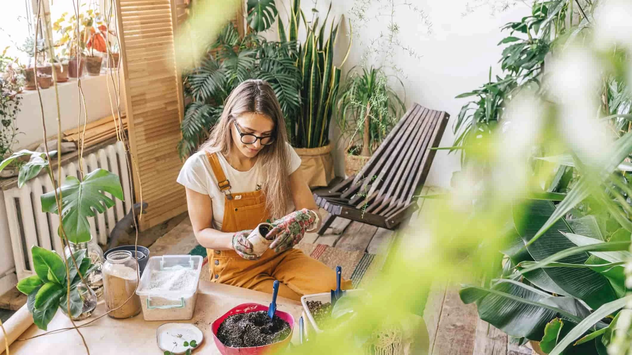 Young woman in dungarees putting soil into a plant plot in a conservatory. 