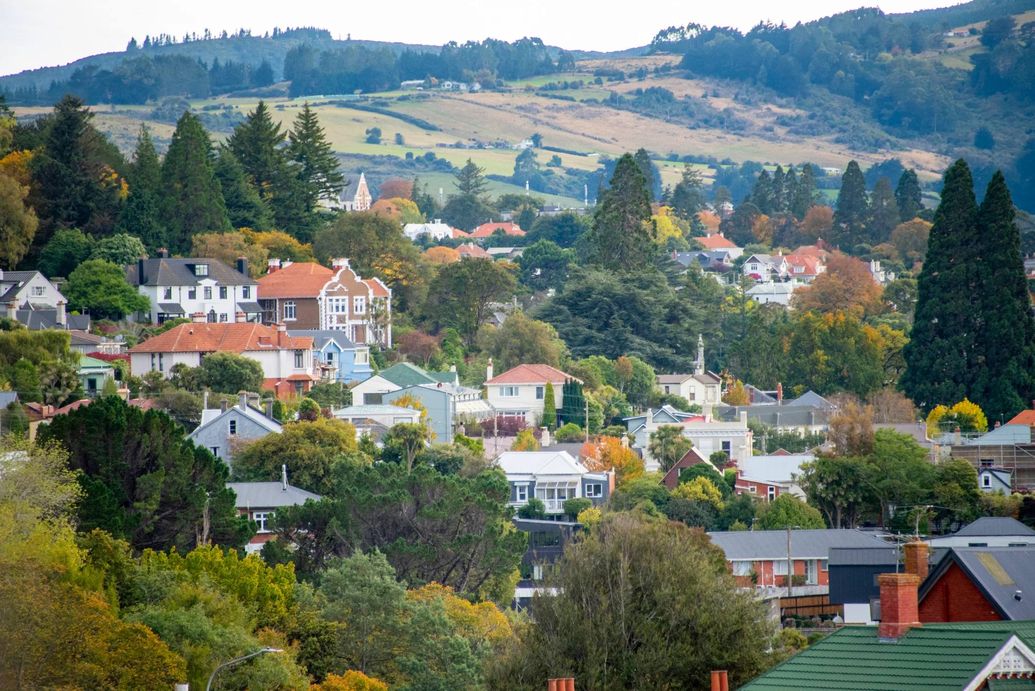 View of Dunedin houses
