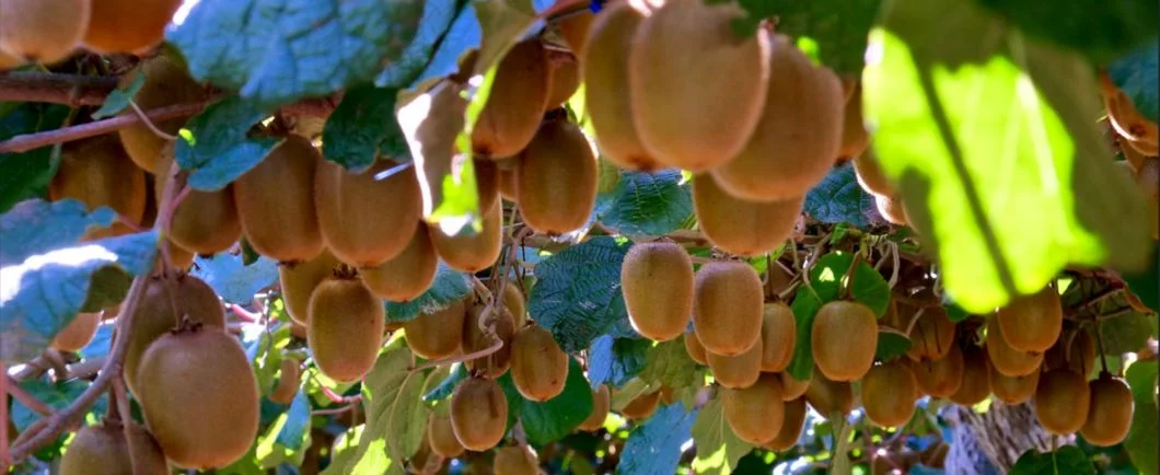 under the kiwifruit vines, dangling fruit against a backdrop of green leaves