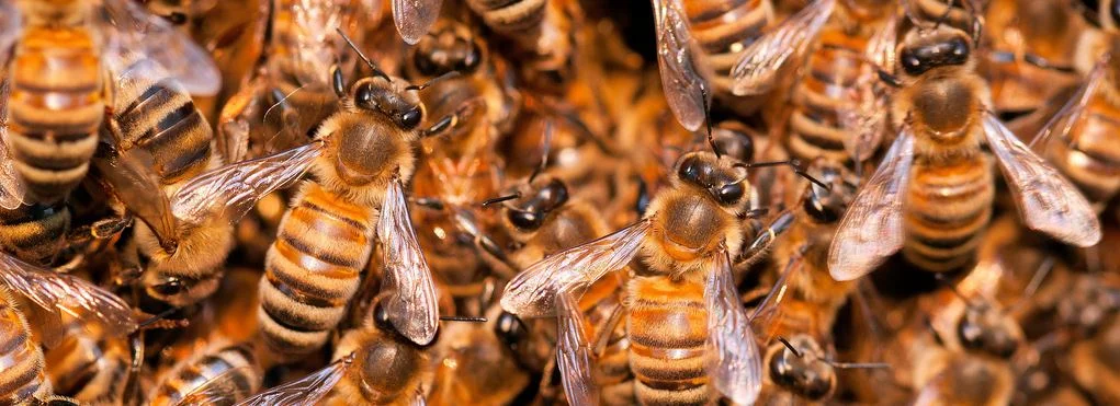close up of lots of honey bees