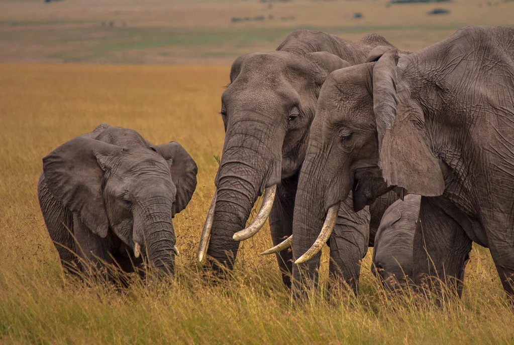 ivory elephants