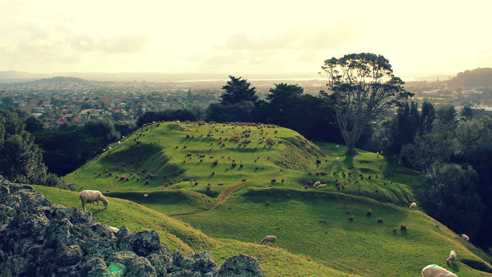 Sheep grazing on One Tree Hill in Auckland.