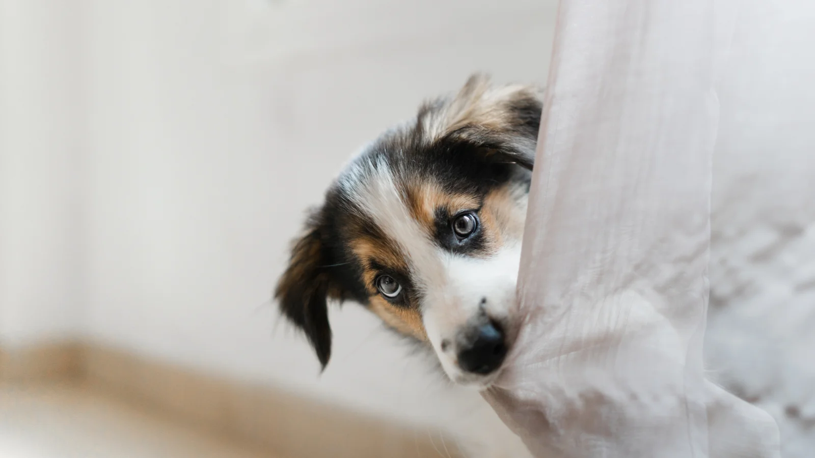 Dog chewing on curtains.