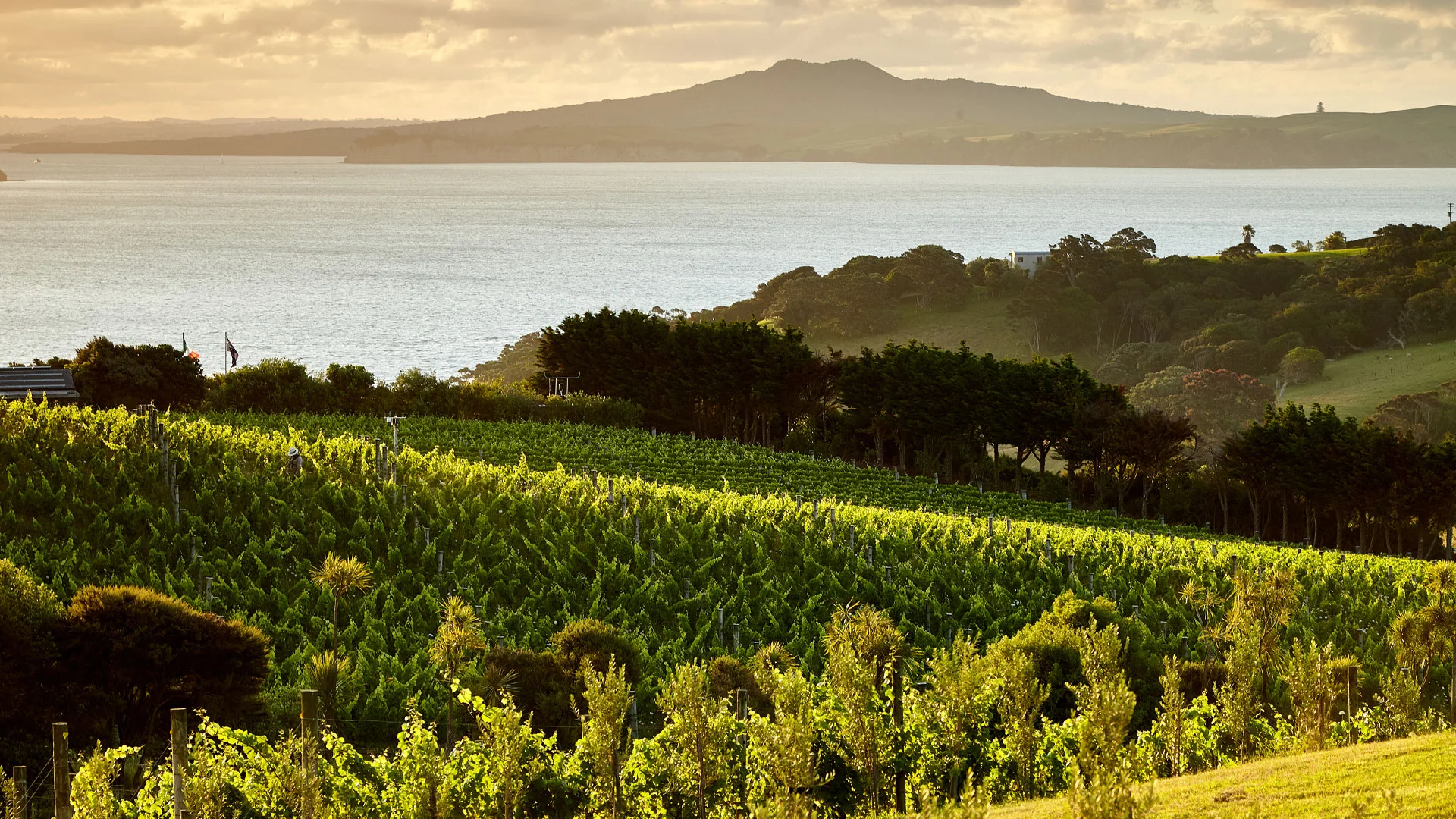 Photo of a vineyard on Waiheke Island at sunset, looking towards Rangitoto Island.