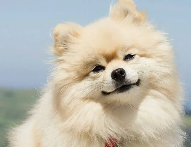 A healthy and happy puppy