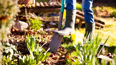 A close-up of a person wearing gumboots, using a spade to dig into garden soil. The scene is bright and sunny, featuring green shoots, dry leaves, and yellow spring flowers, emphasising seasonal yard work and planting.