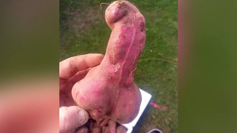 Penis-shaped kumara