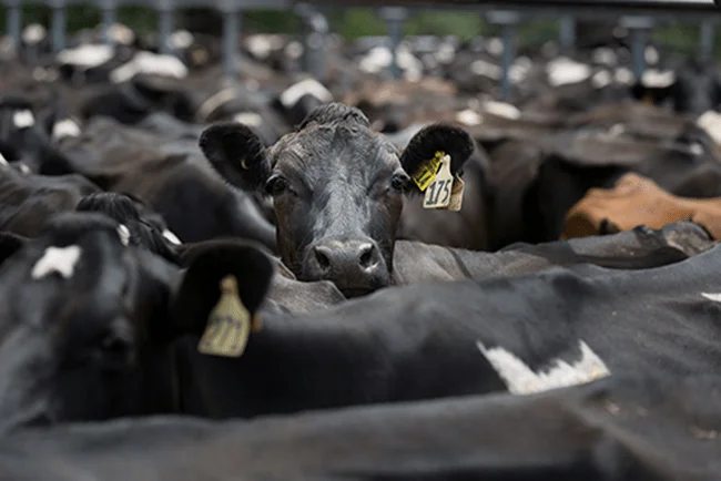 A tagged cow within a herd