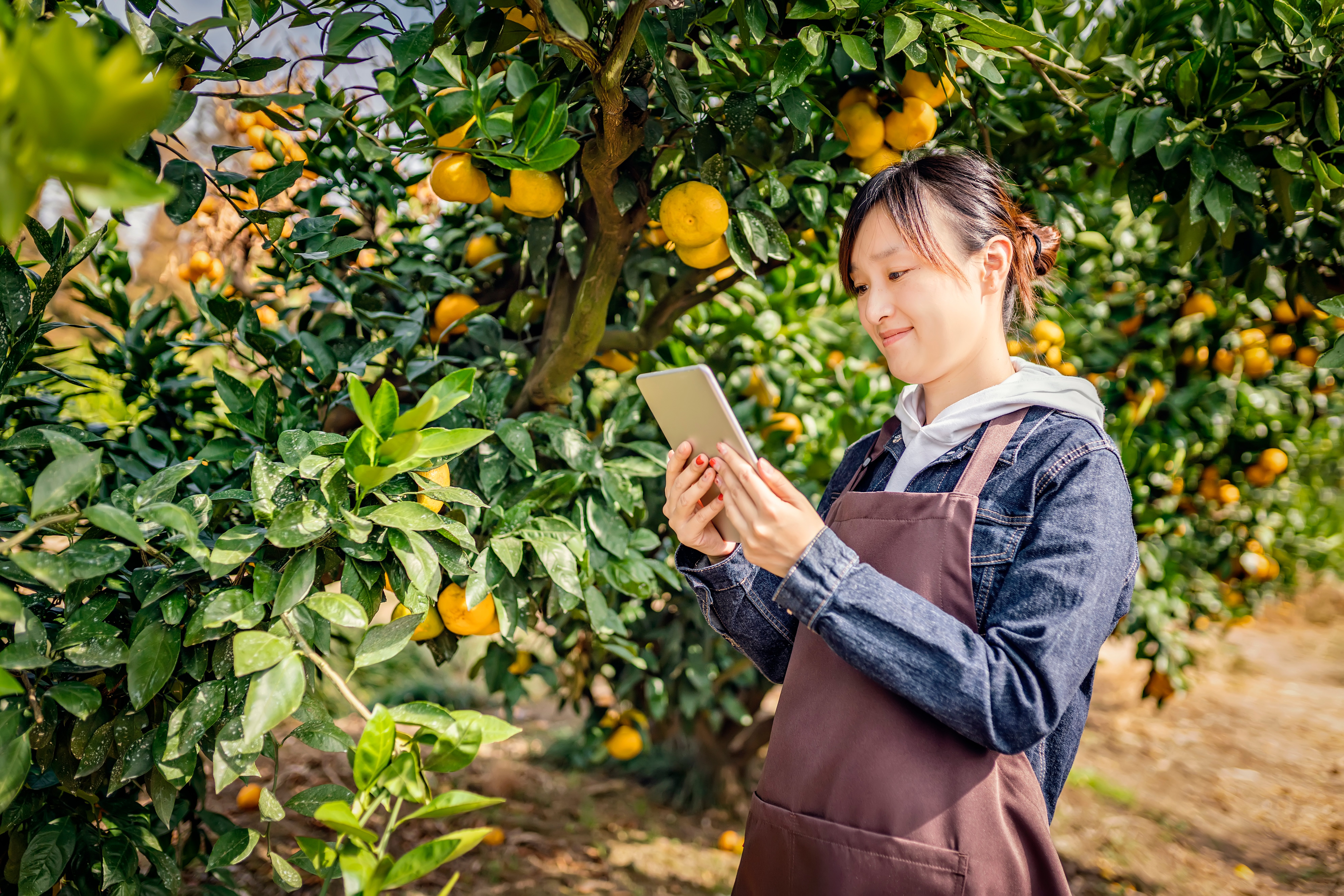 Woman standing in orchard with iPad