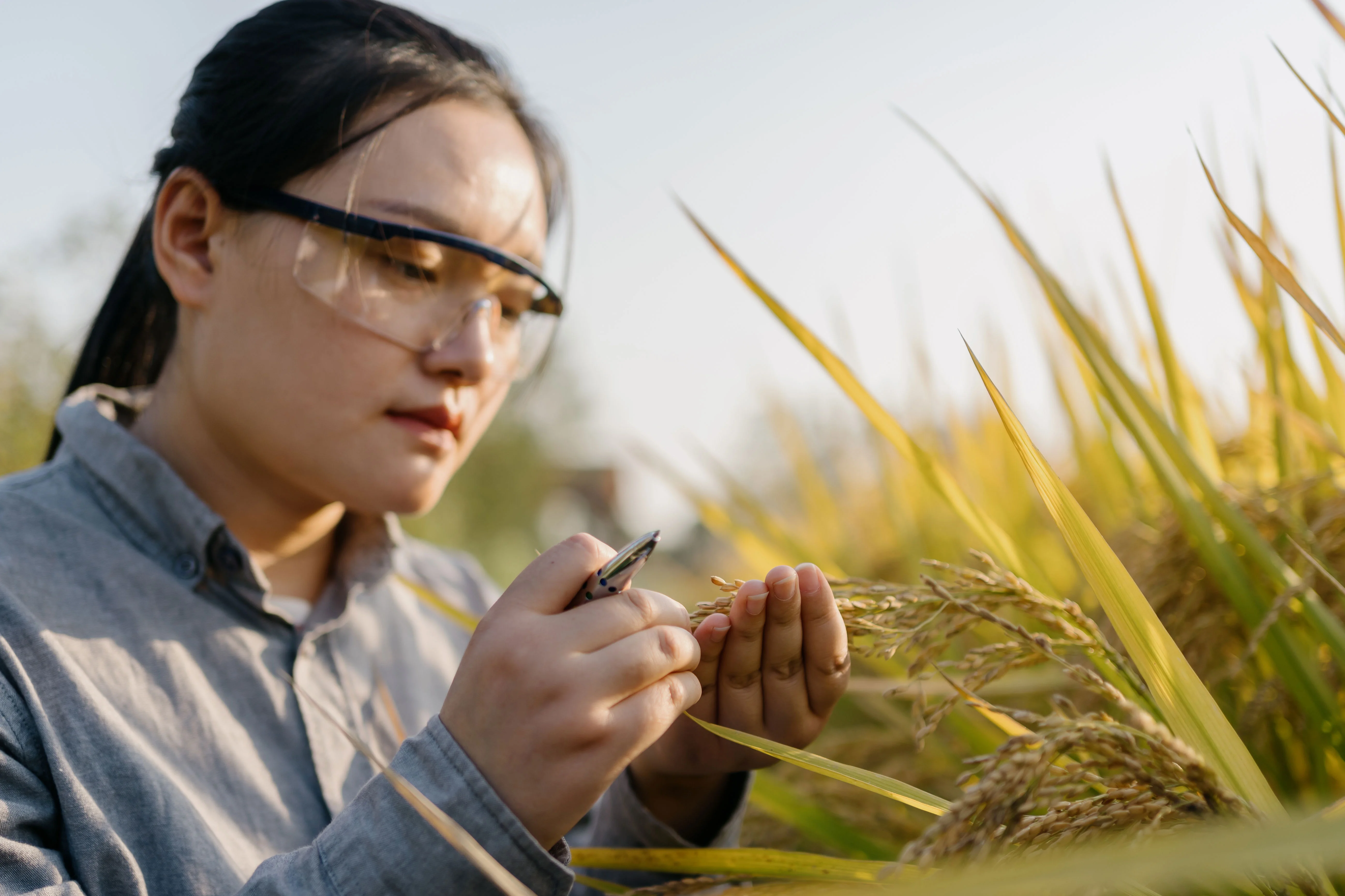 Food scientiest assessing cereal crop in a field.