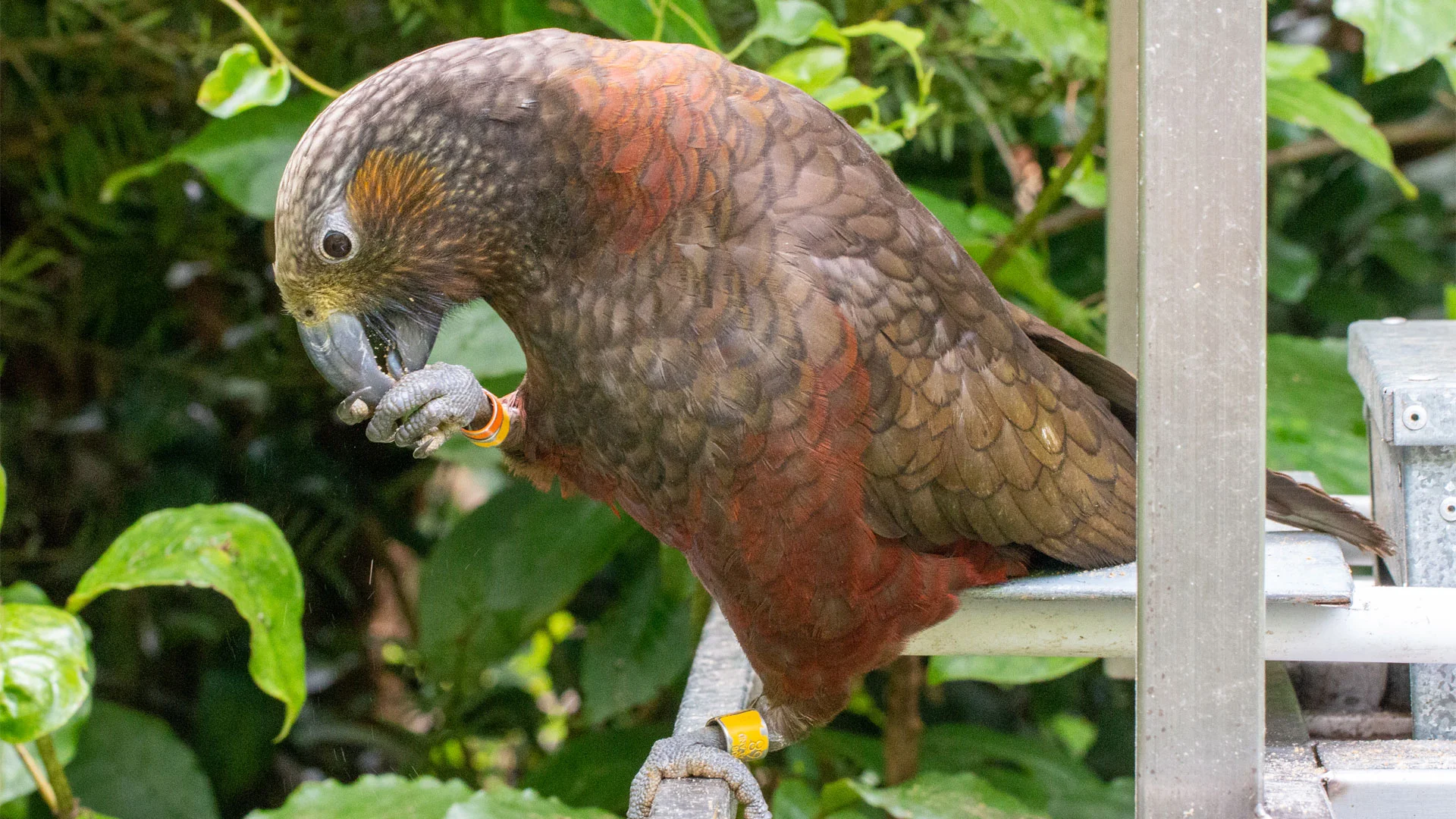 Kaka sitting on a feeder at Zealandia Ecosanctuary in NZ.