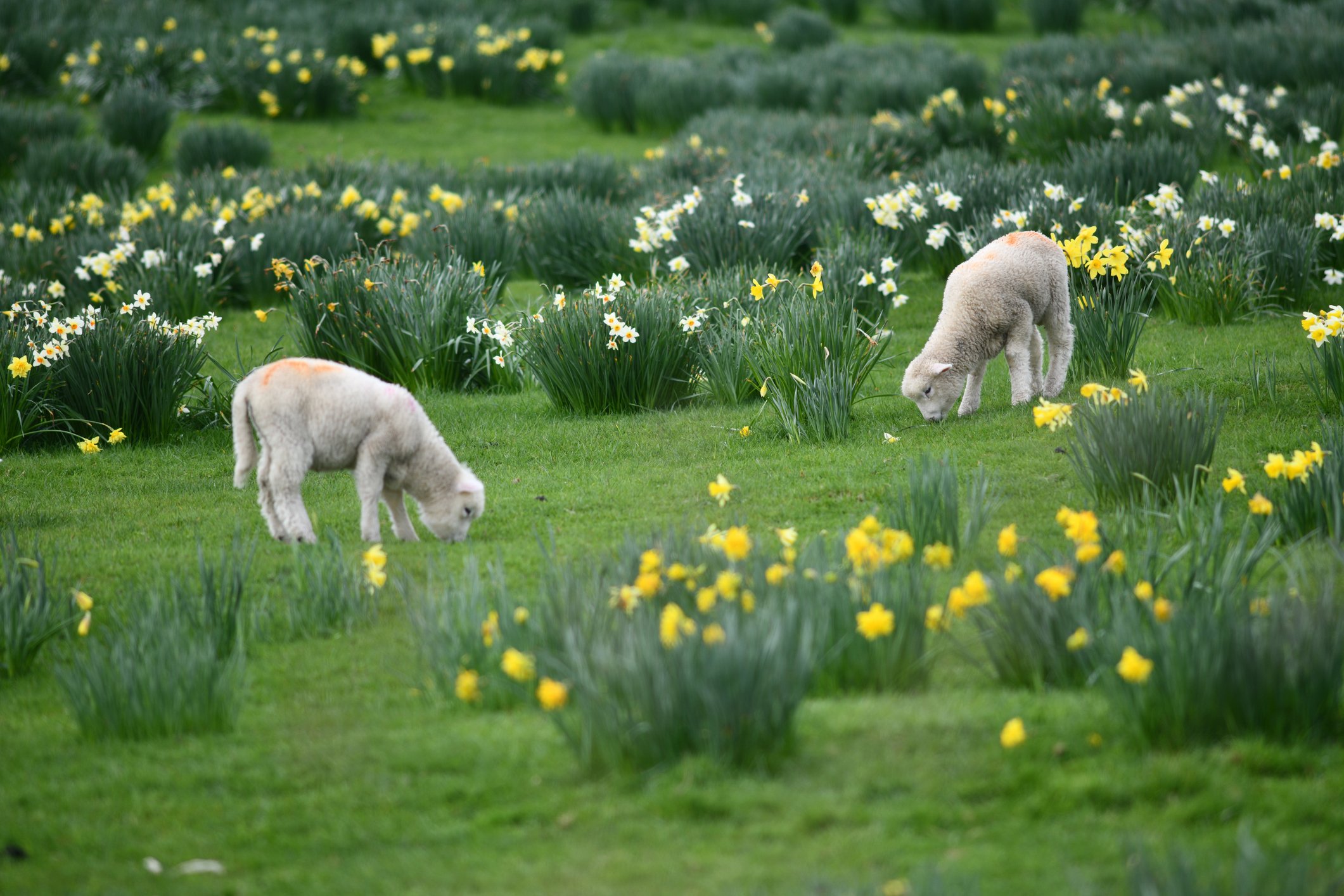 Lambs grazing around daffodils