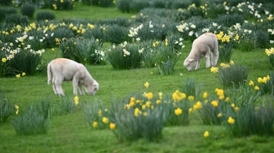 Lambs grazing around daffodils