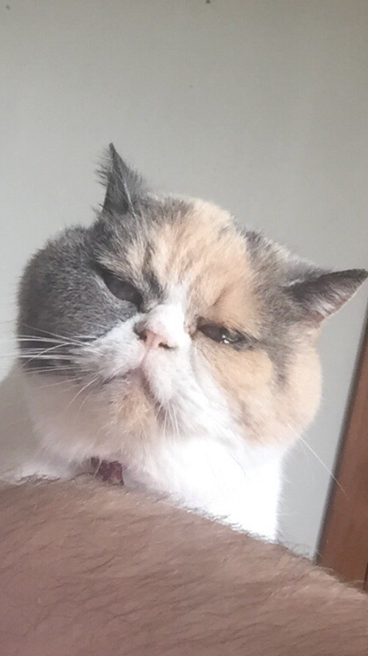 A grumpy cat