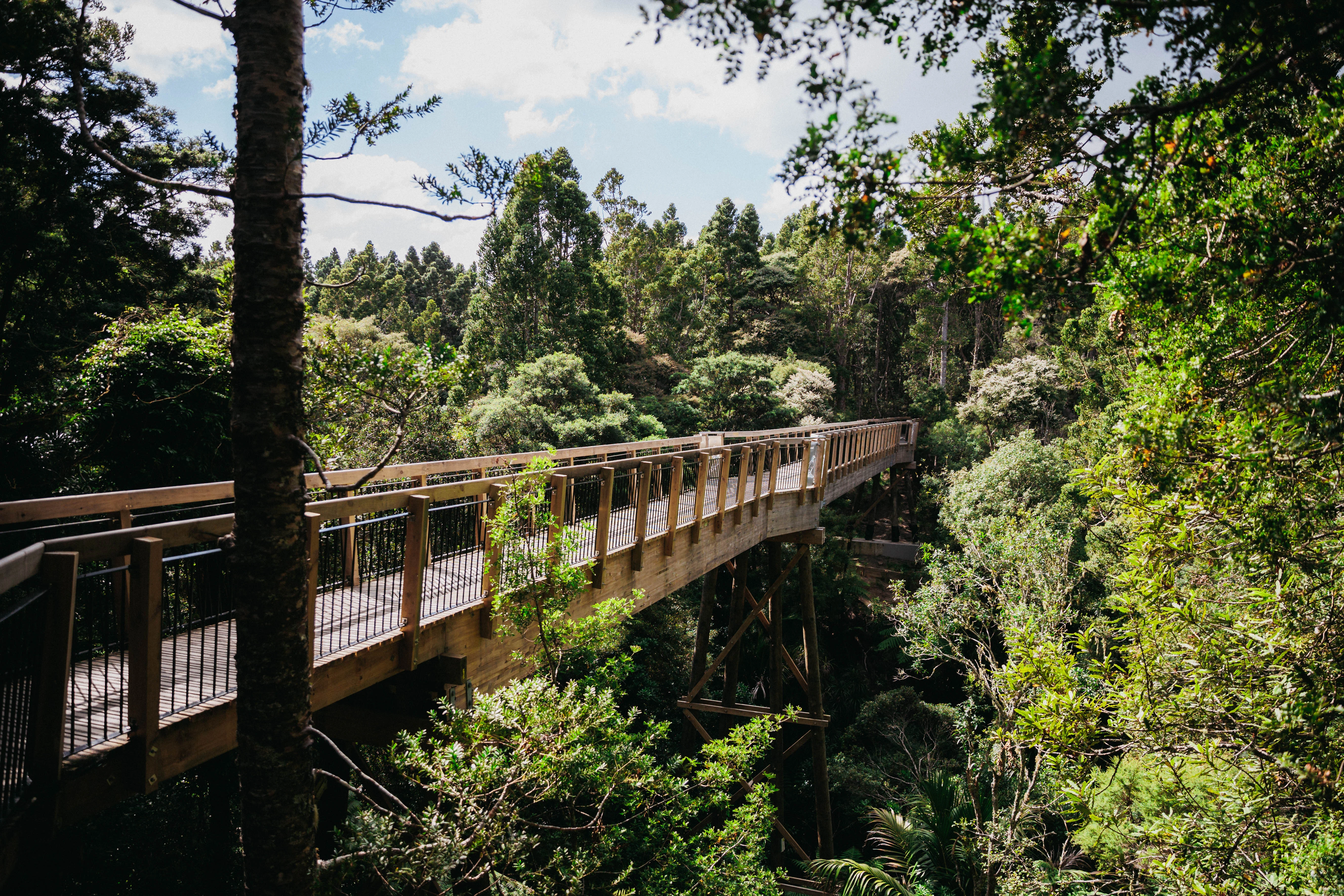 Kauri Glen Reserve