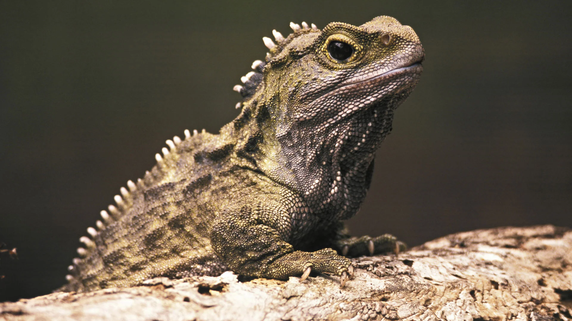 Adult male standing on a log looking at the camera.