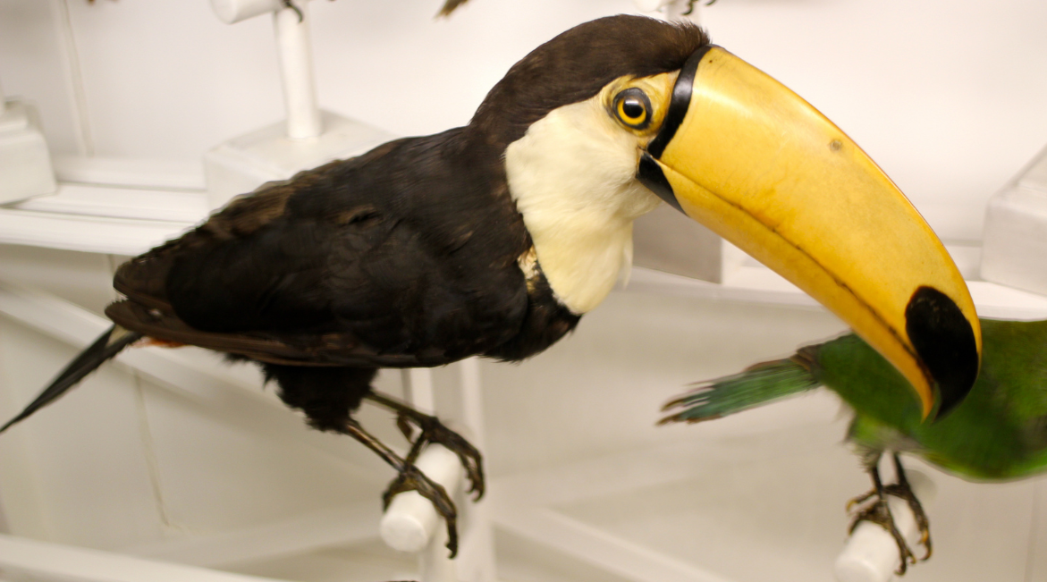 taxidermy toucan